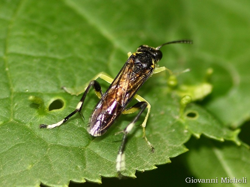 ID1: Macrophya montana (Tenthredinidae)